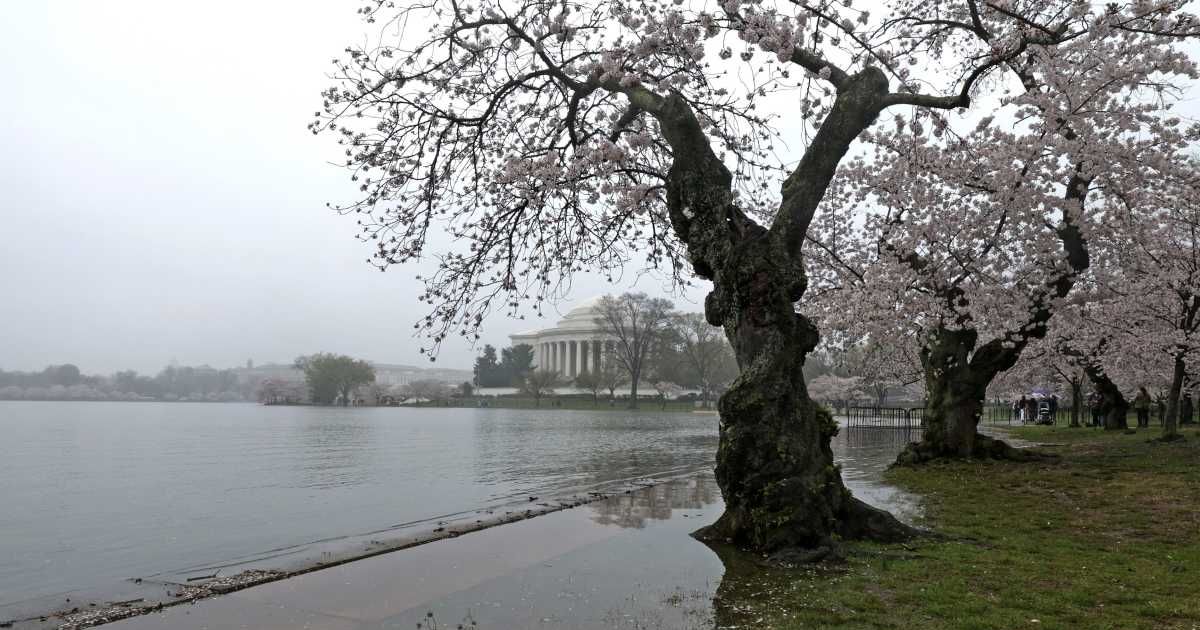 Fact Check: Is Trump administration cutting down DC's oldest cherry tree for a golf course?