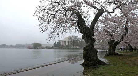 Fact Check: Is Trump administration cutting down DC's oldest cherry tree for a golf course?