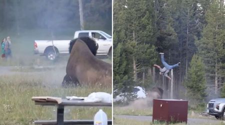 Yellowstone tourist flipped 8 feet into air by massive bison at national park, suffers broken femur