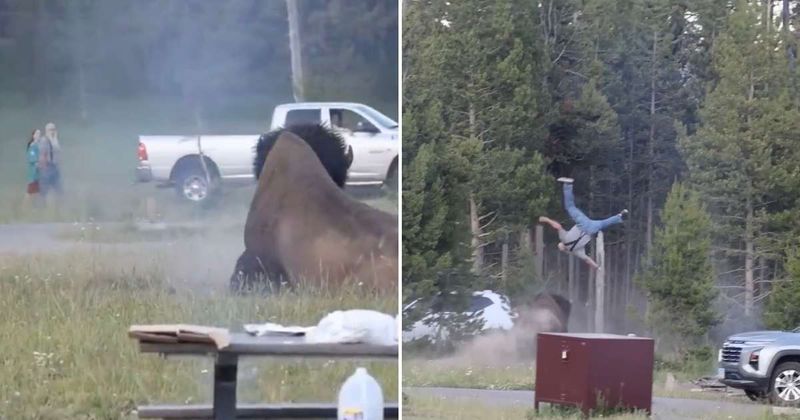 Yellowstone tourist flipped 8 feet into air by massive bison at national park, suffers broken femur