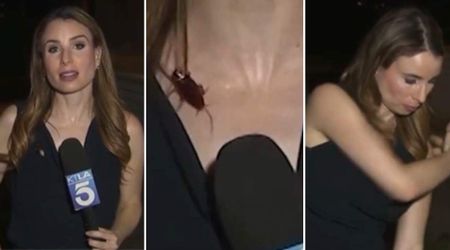 'That's gross': Viral video shows 'intruder' crawling on reporter as she keeps live report going