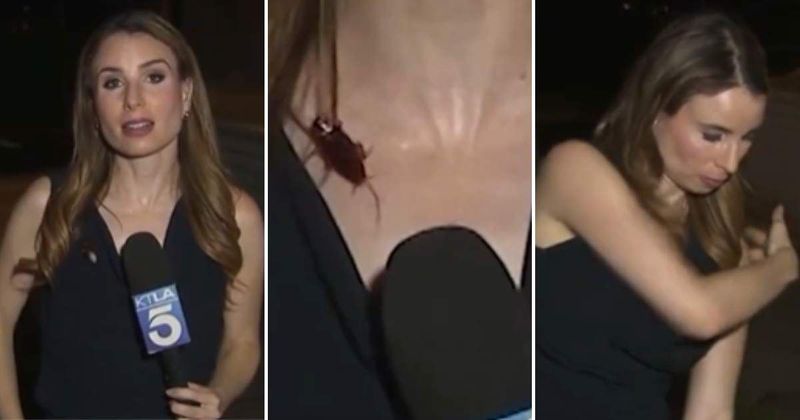'That's gross': Viral video shows 'intruder' crawling on reporter as she keeps live report going