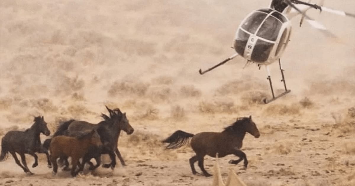 Trump administration allegedly selling protected wild horses to slaughterhouses (@fact post/Facebook)
