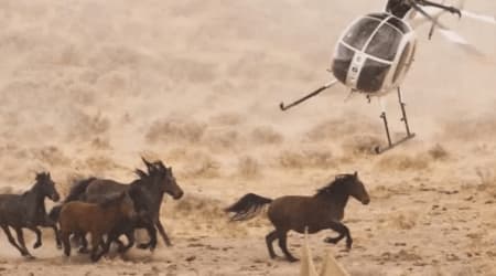 Fact Check: Is Trump’s admin allowing sale of protected wild horses to slaughterhouses?