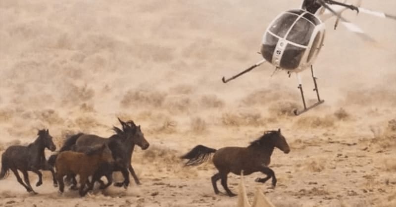 Fact Check: Is Trump’s admin allowing sale of protected wild horses to slaughterhouses?